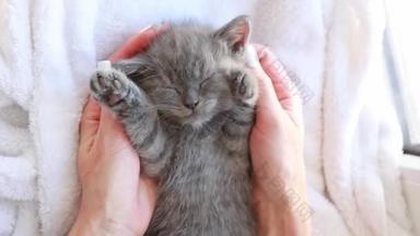 女人的手抚摸着一只可爱的灰色小猫咪，这是人类照料可爱宠物的概念